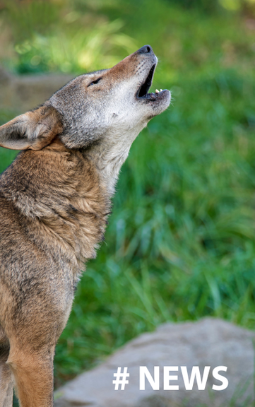 EuGH stärkt den Wolfsschutz